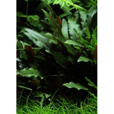 Cryptocoryne beckettii