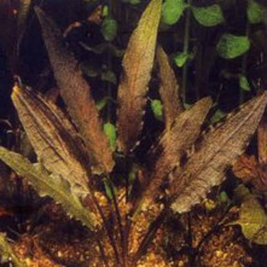Cryptocoryne cordata “Blassii”