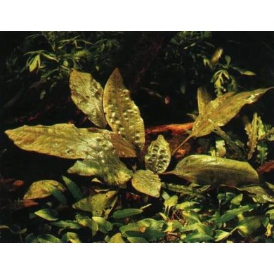 Cryptocoryne cordata “Blassii”