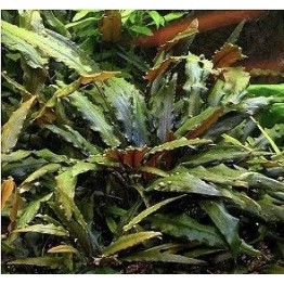 Cryptocoryne cordata “Blassii”