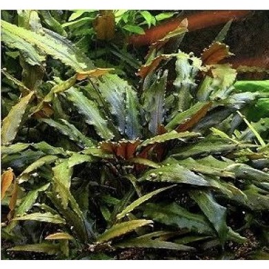 Cryptocoryne cordata “Blassii”