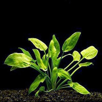 Cryptocoryne pontederifolia