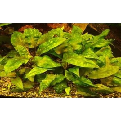 Cryptocoryne pontederifolia