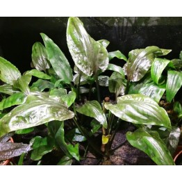 Cryptocoryne pontederifolia