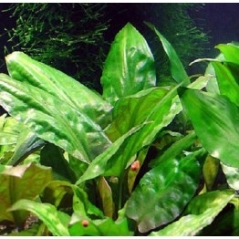 Cryptocoryne pontederifolia