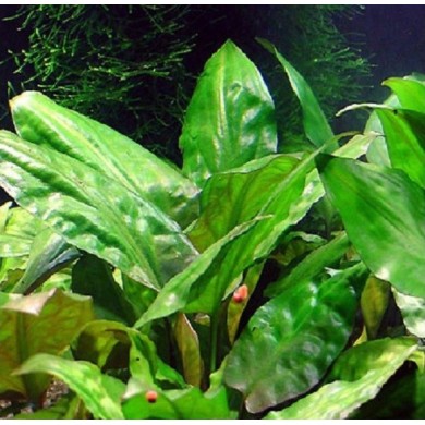 Cryptocoryne pontederifolia