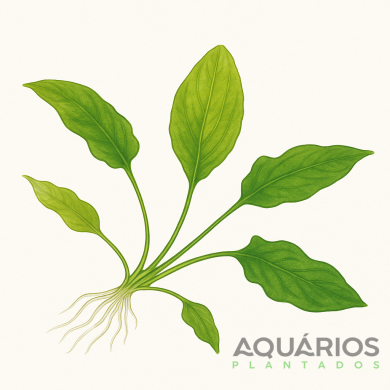 Cryptocoryne pontederifolia