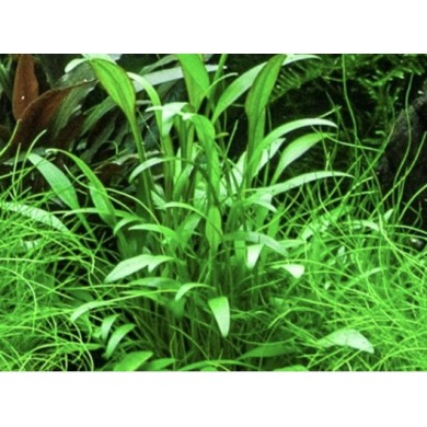 Cryptocoryne x willisii “Lucens”