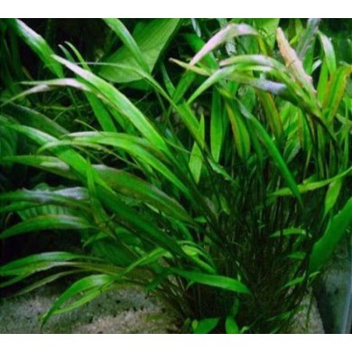 Cryptocoryne x willisii “Lucens”