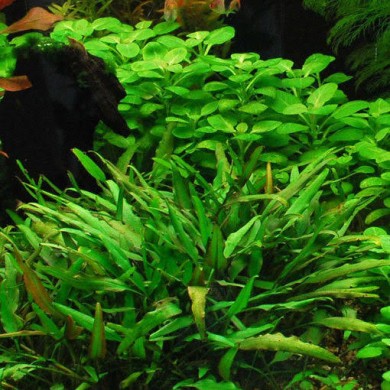 Cryptocoryne x willisii “Lucens”