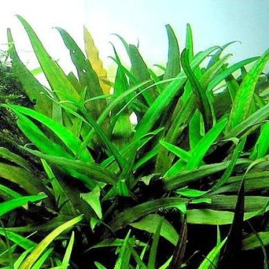 Cryptocoryne x willisii “Lucens”