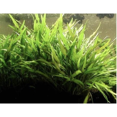 Cryptocoryne x willisii “Lucens”