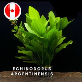 Echinodorus argentinensis