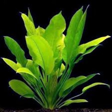 Echinodorus argentinensis