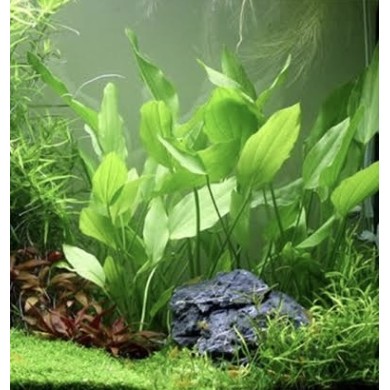 Echinodorus argentinensis