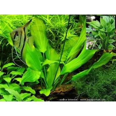 Echinodorus argentinensis