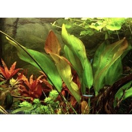 Echinodorus argentinensis
