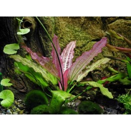 Echinodorus gabrieli “Tricolor”