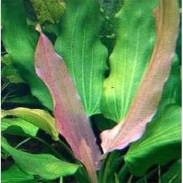 Echinodorus gabrieli “Tricolor”