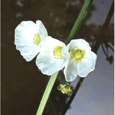 Echinodorus glaucus