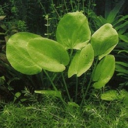 Echinodorus grandiflorus