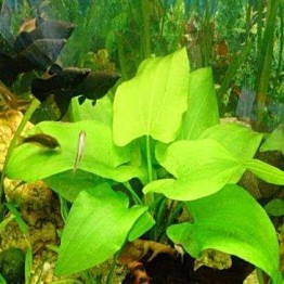 Echinodorus grandiflorus
