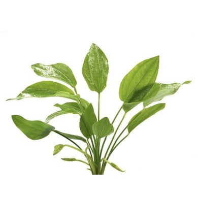 Echinodorus grandiflorus
