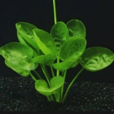 Echinodorus “Harbich”