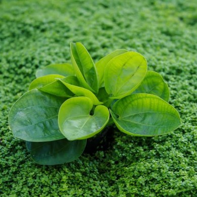 Echinodorus “Harbich”