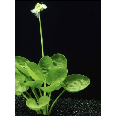 Echinodorus “Harbich”