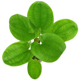 Echinodorus “Harbich”