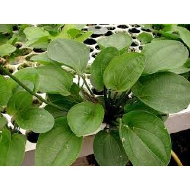 Echinodorus “Harbich”