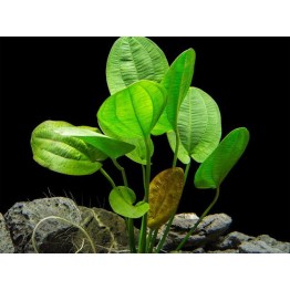 Echinodorus “Harbich”