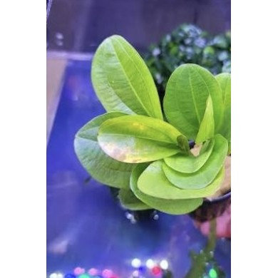 Echinodorus “Horizontalis”