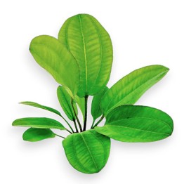 Echinodorus “Horizontalis”