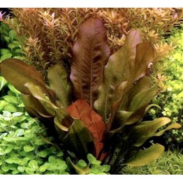 Echinodorus “Kleiner Bar”