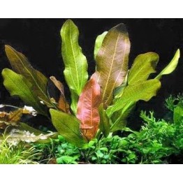 Echinodorus “Kleiner Bar”