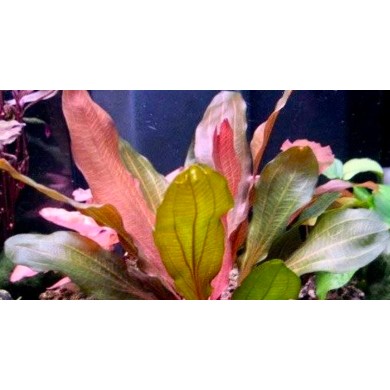 Echinodorus “Kleiner Bar”
