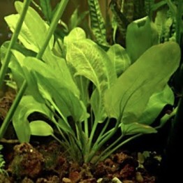 Echinodorus macrophilus