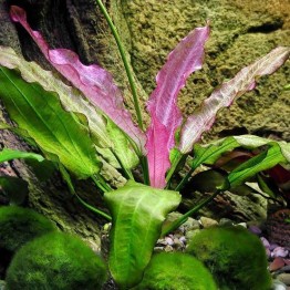 Echinodorus “Oriental”