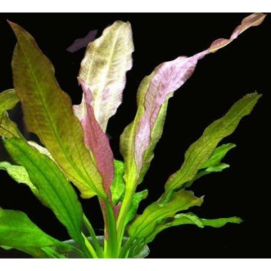 Echinodorus “Oriental”