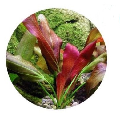 Echinodorus “Oriental”