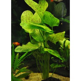 Echinodorus “Ozelot Green”