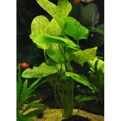 Echinodorus “Ozelot Green”