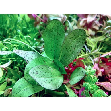 Echinodorus “Ozelot Green”