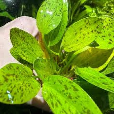Echinodorus “Ozelot Green”