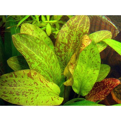 Echinodorus “Ozelot Green”