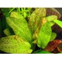 Echinodorus “Ozelot Green” 