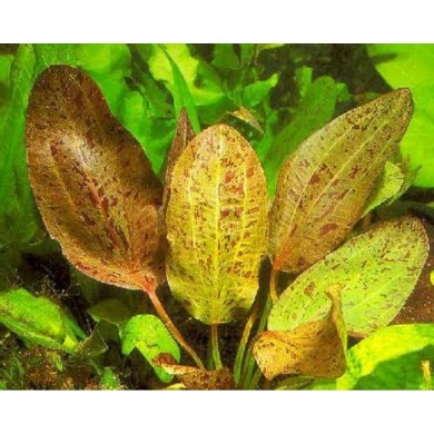 Echinodorus “Ozelot Red”