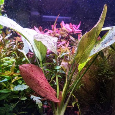 Echinodorus “Ozelot Red”
